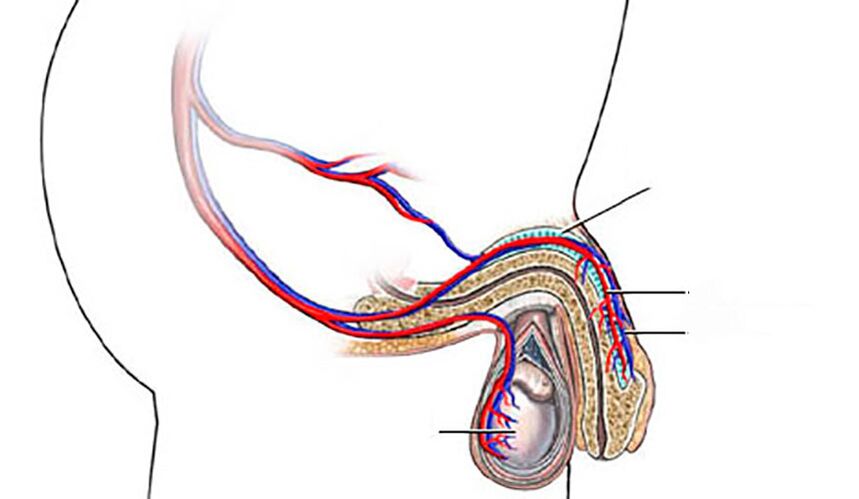 The structure of the penis