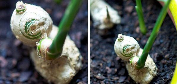 The root of ginger