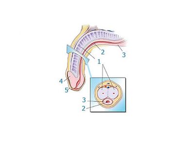 The structure of the penis