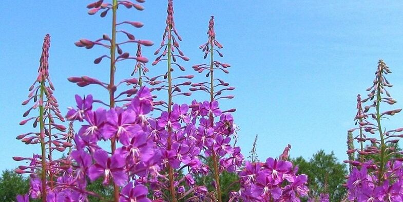 Plants to enhance their potential in men