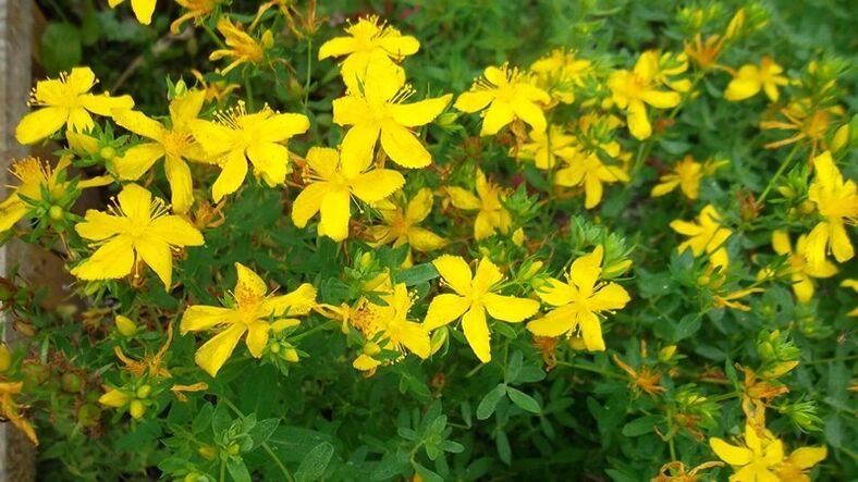 What herbs increase male power